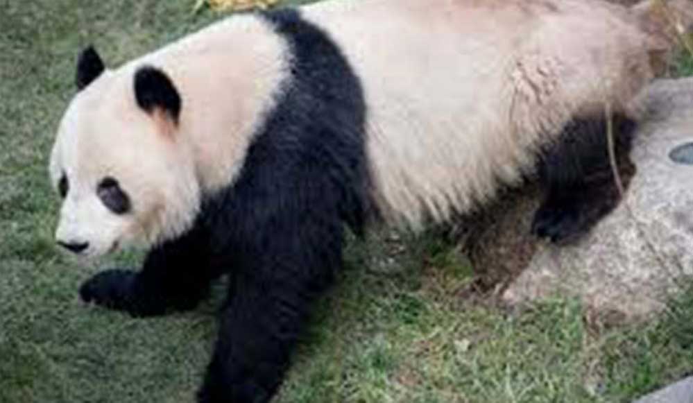 7 yaşındaki panda direğe tırmanarak hayvanat bahçesinden kaçtı