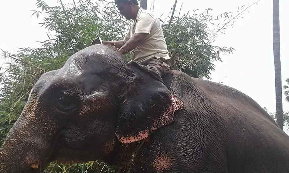 Arazisinin-büyük-bölümünü-hayatını-kurtaran-iki-file-miras-bıraktı