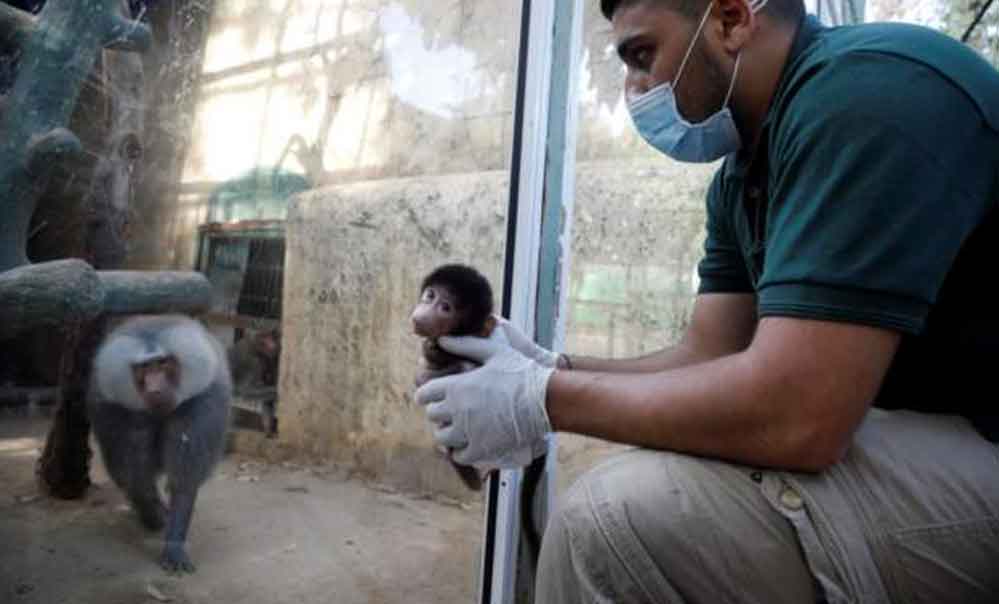 Batı Şeria'daki hayvanat bahçesinde, sokağa çıkma kısıtlamalarında doğum patlaması