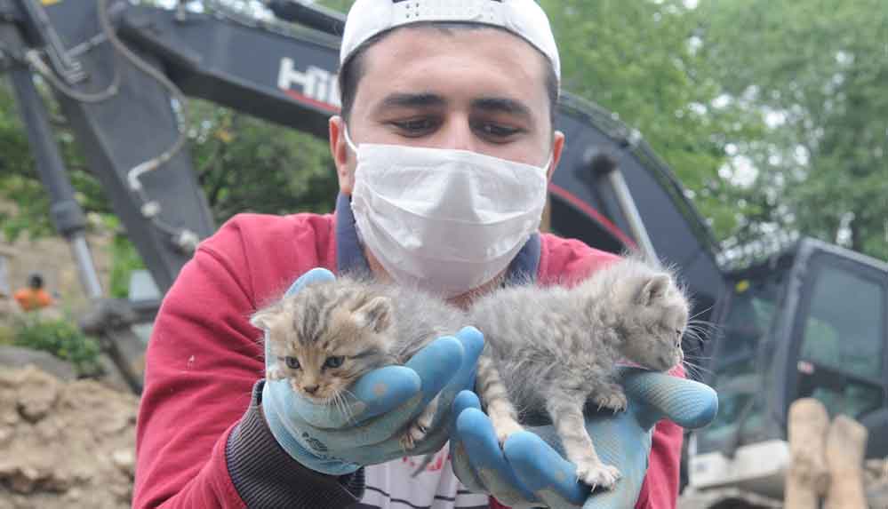 Bingöl'deki depremden 5 gün sonra 2 yavru kedi enkazdan sağ çıkarıldı