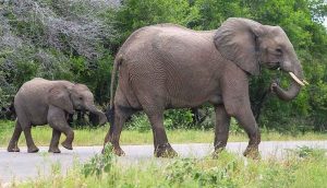 Botsvana'da 3 ayda 154 fil ölü bulundu