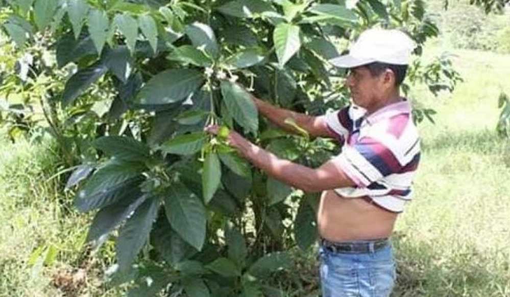 Guatemala'da, cadılıkla suçlanan şifacı diri diri yakıldı 4 Guatemala'da,-cadılıkla-suçlanan-şifacı-diri-diri-yakıldı