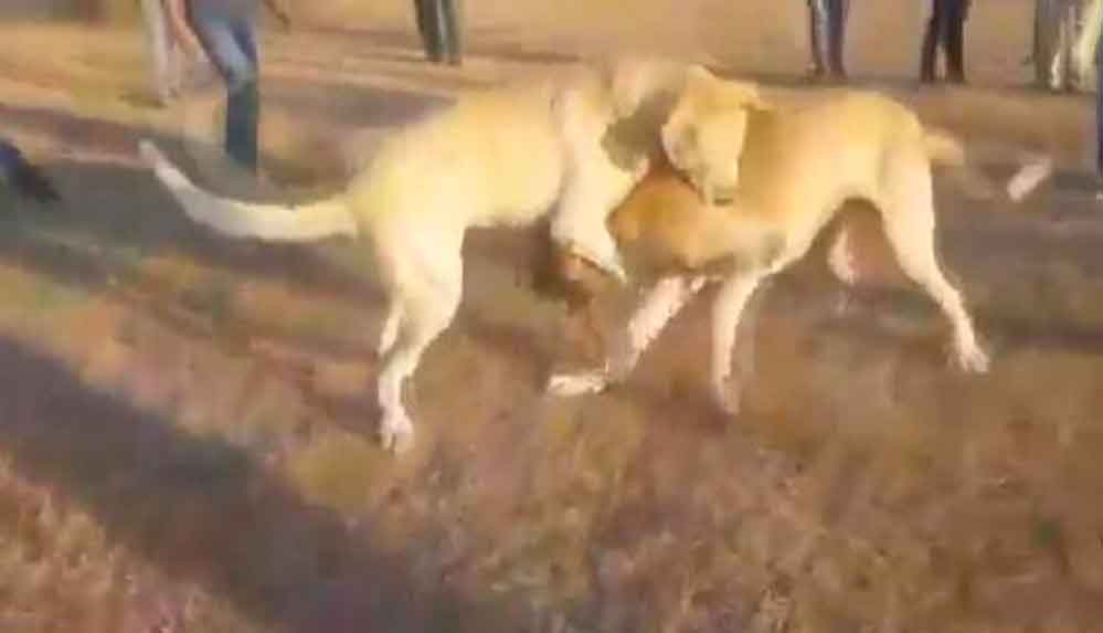 Köpekleri-acımasızca-dövüştürüp-o-anları-kaydettiler