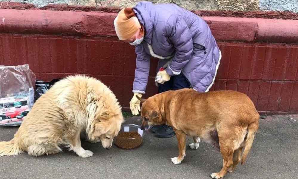 Karantina-sırasında-Rusya’daki-sokak-hayvanlarına-nasıl-bakıldı,-nasıl-hayatta-kaldı-