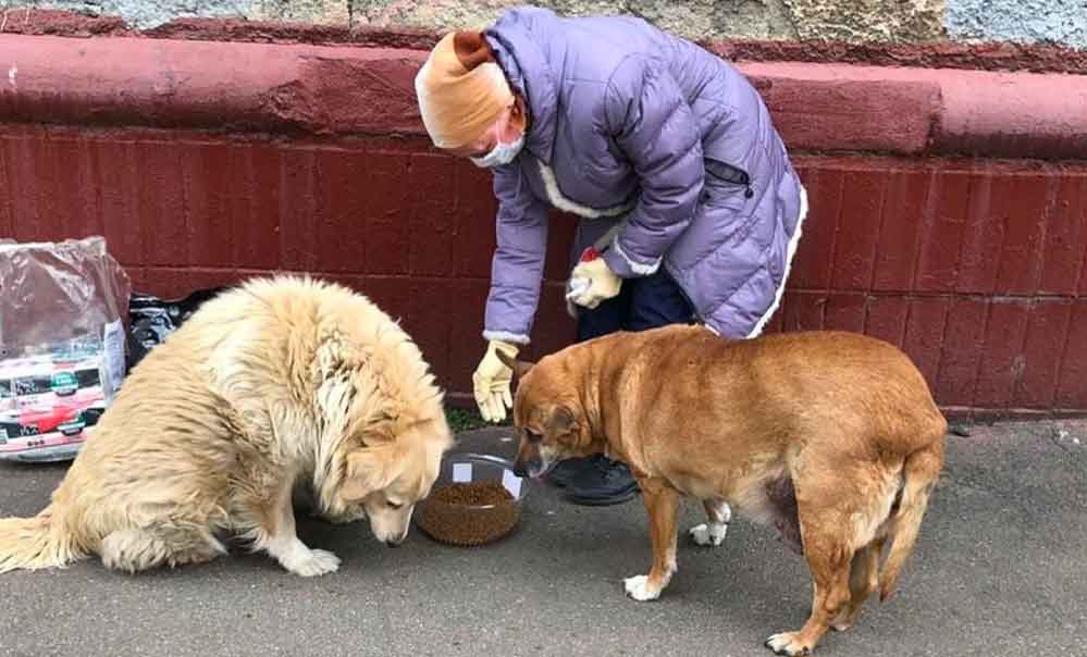 Karantina-sırasında-Rusya’daki-sokak-hayvanlarına-nasıl-bakıldı,-nasıl-hayatta-kaldı-