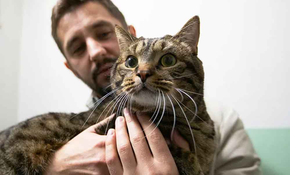 Karantina sırasında Rusya’daki sokak hayvanlarına nasıl bakıldı, nasıl hayatta kaldı?