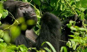 Uganda'da soyu tükenmekte olan ünlü dağ gorili avcılar tarafından öldürüldü