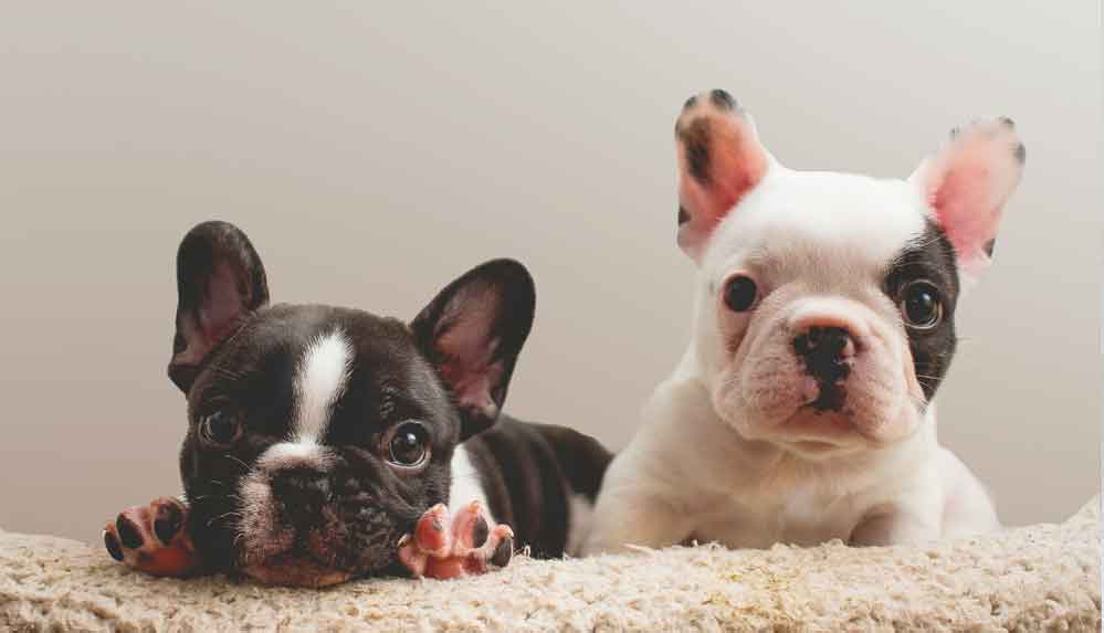 Ukrayna'dan Kanada'ya götürülen 500 yavru köpekten 38'i uçakta ölü bulundu 4 Ukrayna'dan-Kanada'ya-götürülen-500-yavru-köpekten-38'i-uçakta-ölü-bulundu