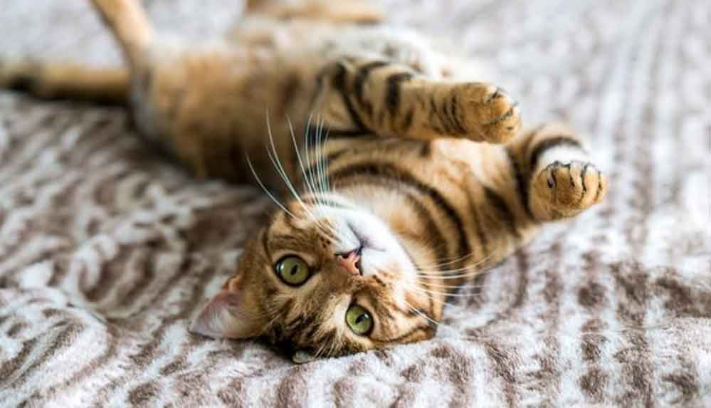 Veteriner-psikolog--Eski-günlere-dönüldüğünde-birçok-evcil-hayvan-yalnızlık-kaygısı-yaşayacak