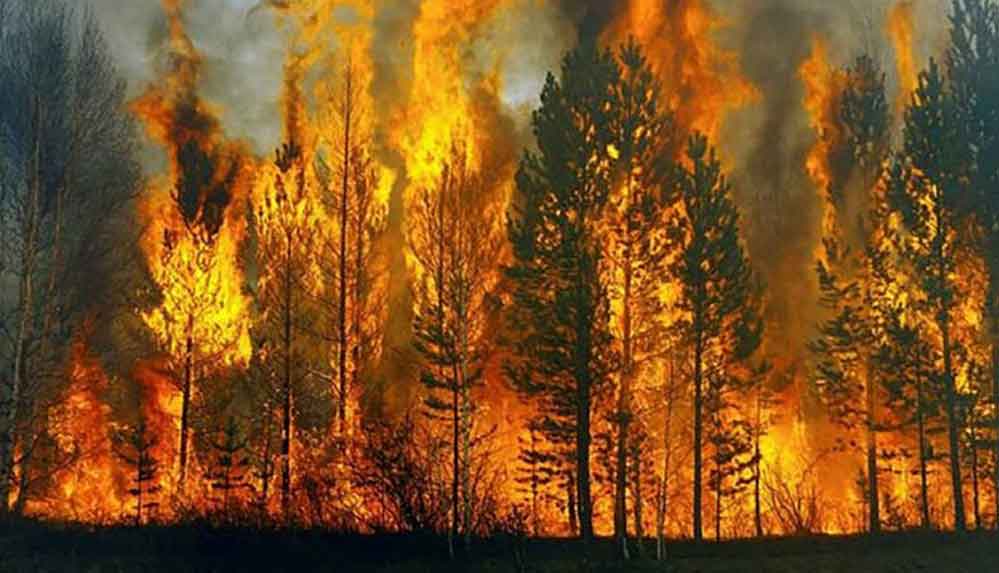 2019'da 2 bin 688 orman yangını çıktı, 11 bin hektar alan kül oldu