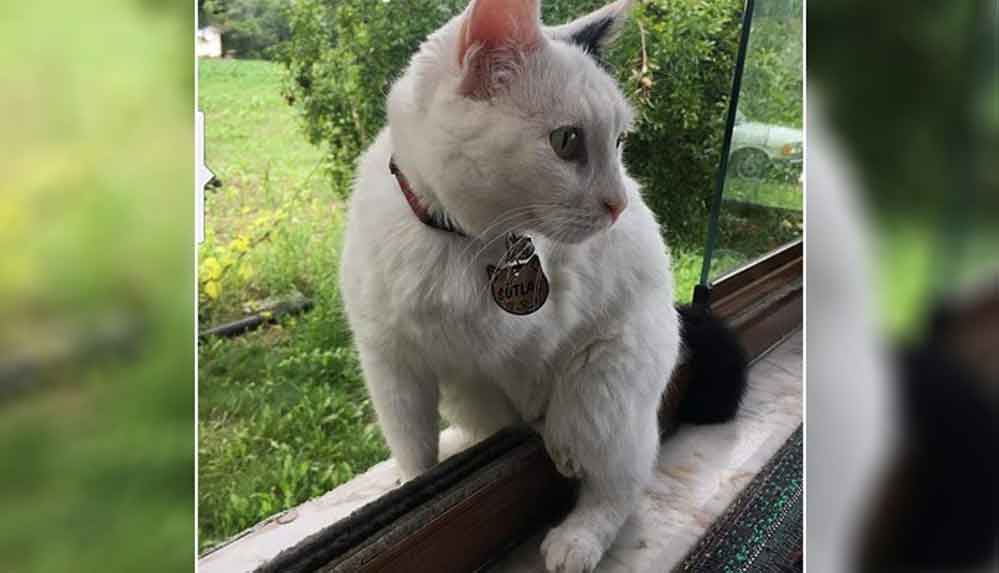 Bahçede yaşayan engelli kedi 'Sütlaç'ı silahla vurarak öldürdüler 4 Bahçede-yaşayan-engelli-kedi-'Sütlaç'ı-silahla-vurarak-öldürdüler