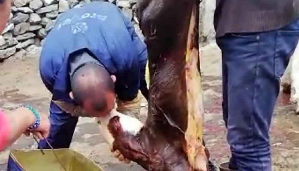 Buzağıyı-suni-teneffüs-yaparak-kurtardı