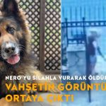 Eşini-ısırdığı-için-köpek-Nero'yu-öldürdüğünü-iddia-etmişti,-vahşetin-görüntüleri-ortaya-çıktı