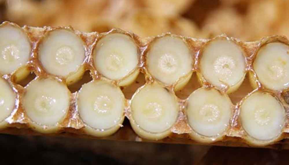 Fiyatıyla-dudak-uçuklatan-arı-sütü-talebine-yetişemiyorlar