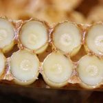 Fiyatıyla-dudak-uçuklatan-arı-sütü-talebine-yetişemiyorlar