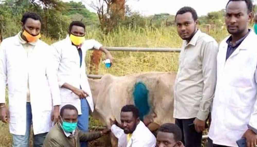 İneğin-midesinden-50-kilogramlık-plastik-çıktı