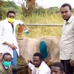 İneğin-midesinden-50-kilogramlık-plastik-çıktı