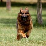 Köpekler-koronavirüsün-kokusunu-alabiliyor