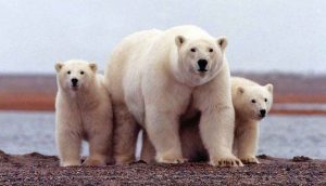 “Kutup ayılarının nesli bu yüzyıl içinde tükenebilir”