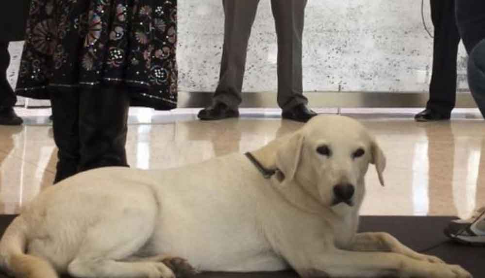 Köpeklere özel yasa Almanya'da tartışma yarattı 4 Almanya'da-köpeklere-özel-yasa-tartışma-yarattı