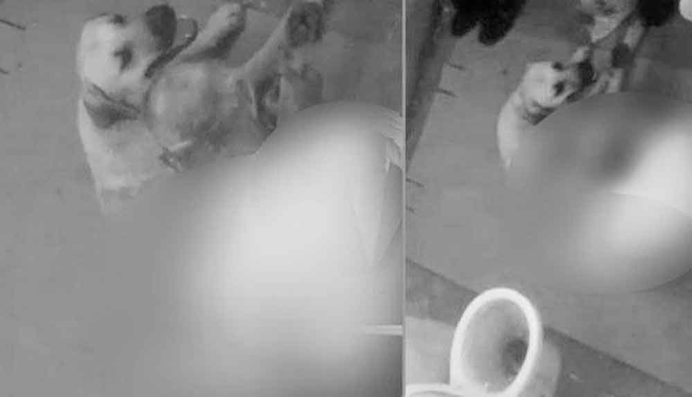 Antalya'da hayvana yönelik cinsel saldırı! 71 yaşındaki şahıs köpeğe tecavüz etti