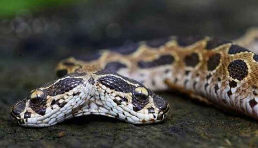 Asya'nın en tehlikeli çift başlı engerek yılanı bulundu