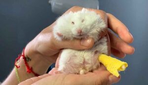 Ayağı kırılan 25 gramlık hamster 'Böğürtlen'e pim takıldı