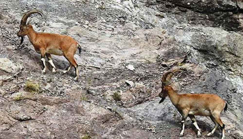 Bakanlık-bu-sefer-de-Erzincan'daki-10-dağ-keçisinin-avlanması-için-ihale-açtı