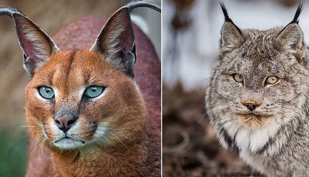 Batı-Anadolu'da-karakulak-ve-vaşağın-bir-arada-yaşadığı-ekosistem-bulundu