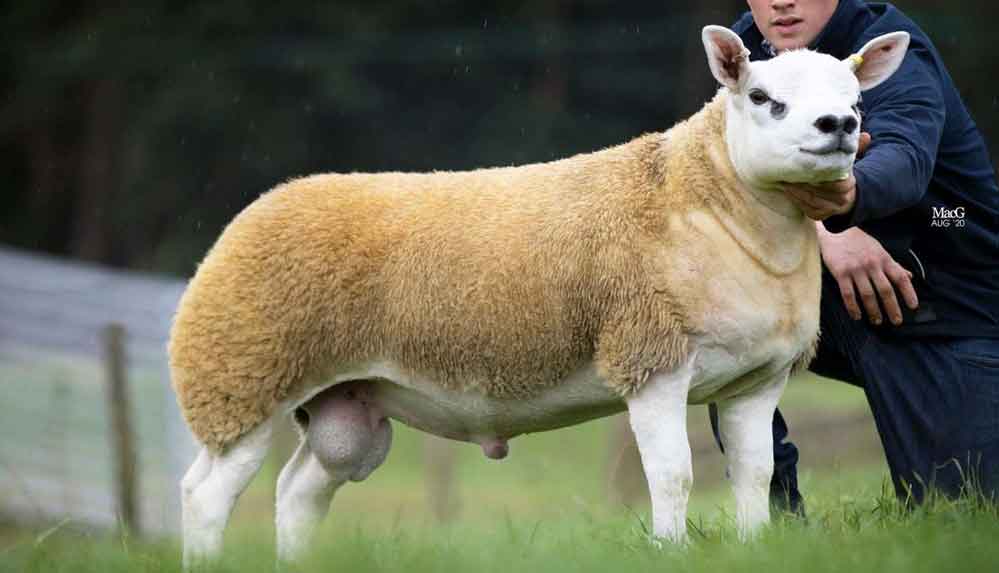 Dünyanın-en-pahalı-kuzusu-367-bin-500-sterline-alıcı-buldu