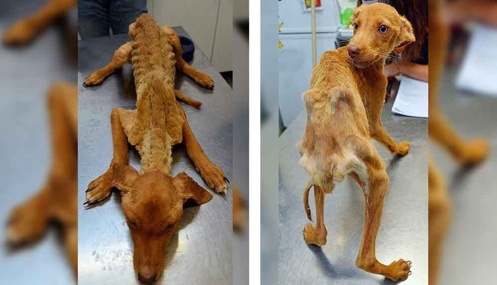 İspanya’da açlıktan ölmek üzere olan 41 köpek kurtarıldı