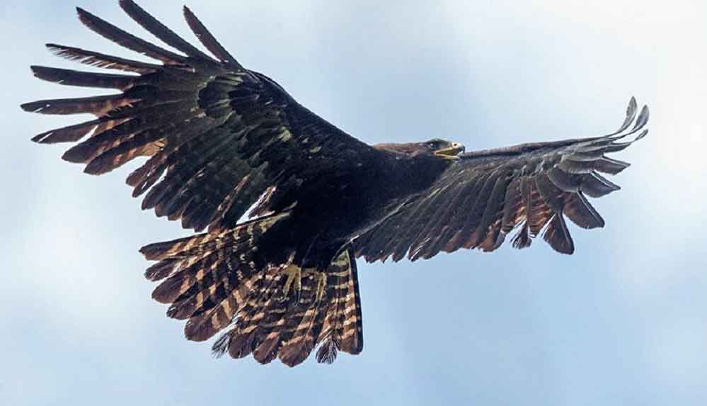 Kartal-devlete-ait-bir-insansız-hava-aracını-düşürdü