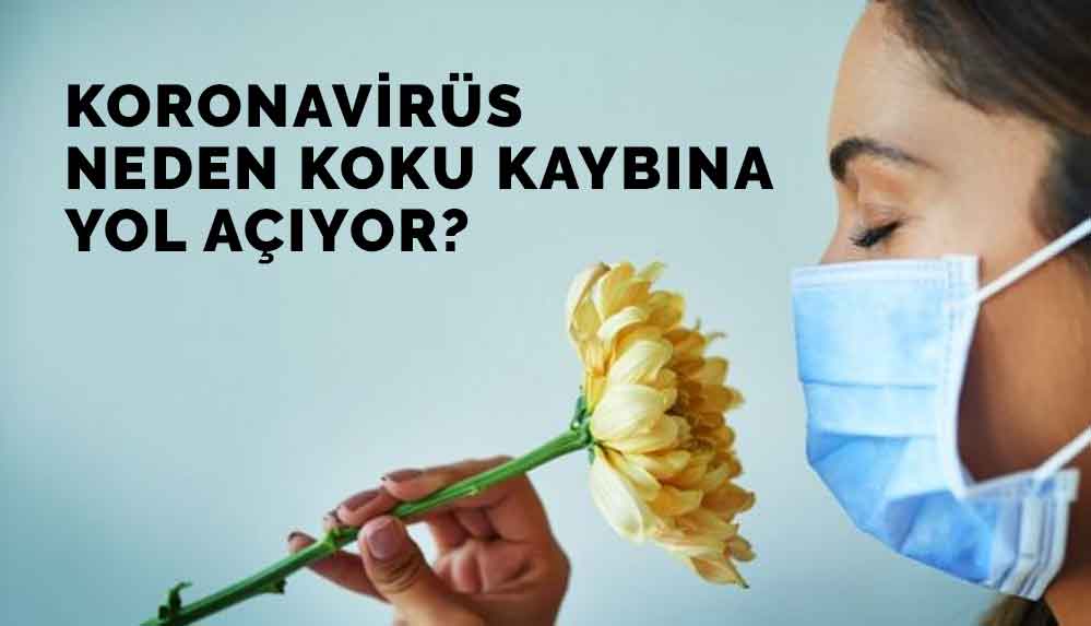 Koronavirüs-neden-koku-kaybına-yol-açıyor-