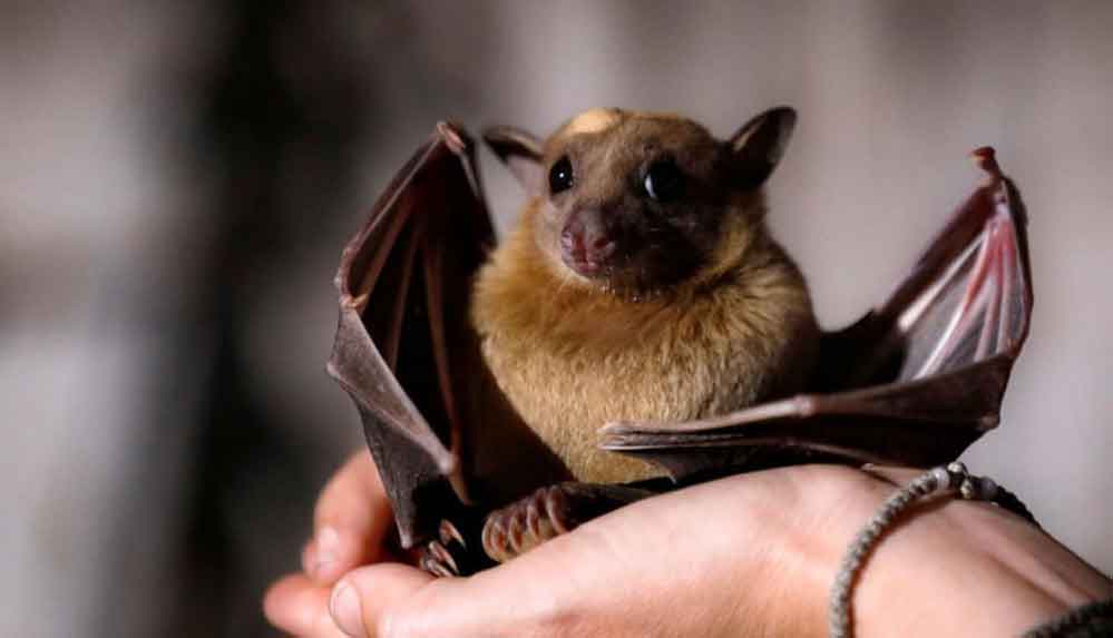 Koronavirüsün-yarasalarda-yıllardır-dolaştığı-keşfedildi