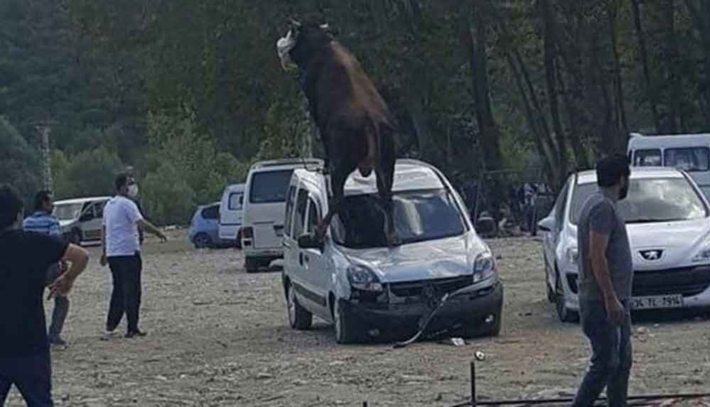 Kurbanlık-boğa,-park-halindeki-araca-çıktı--'Arabaya-yazık-oldu'-dedim,-bir-baktım-benimmiş