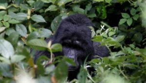 Uganda'da goril öldüren kişiye 11 yıl hapis cezası verildi