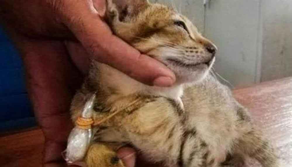 Uyuşturucu-kuryesi-kedi-hapishaneden-firar-etti