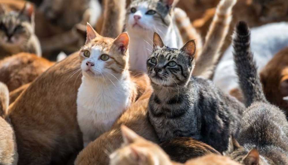 110 kedisiyle birlikte oturduğu evden tahliye edildi, kediler evsiz kaldı