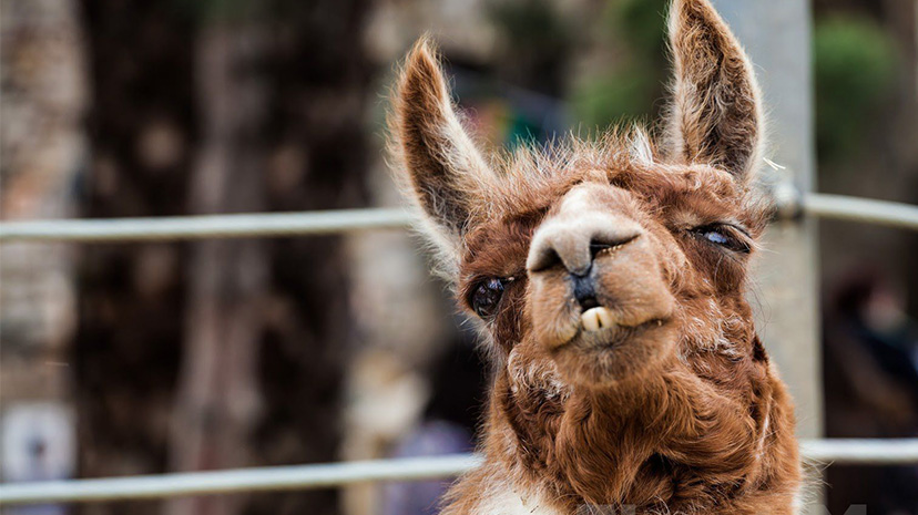 Çiftlikten kaçan alpaka sahaya girdi