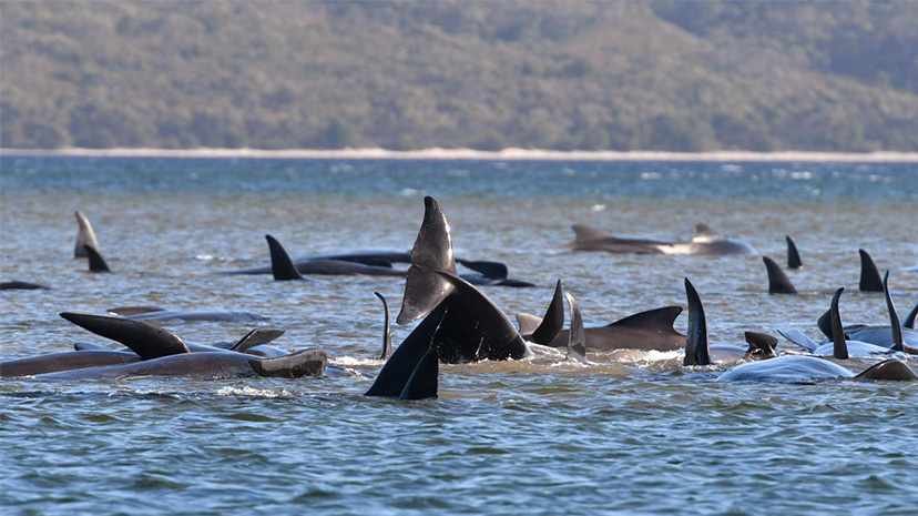 Avustralya’da 300’e yakın balina sığ sularda mahsur kaldı