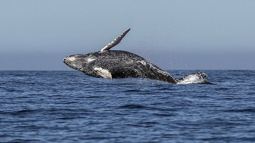 Avustralya'da göç yolunu kaybeden 16 metrelik dev balinalar timsahlarla dolu nehre girdi
