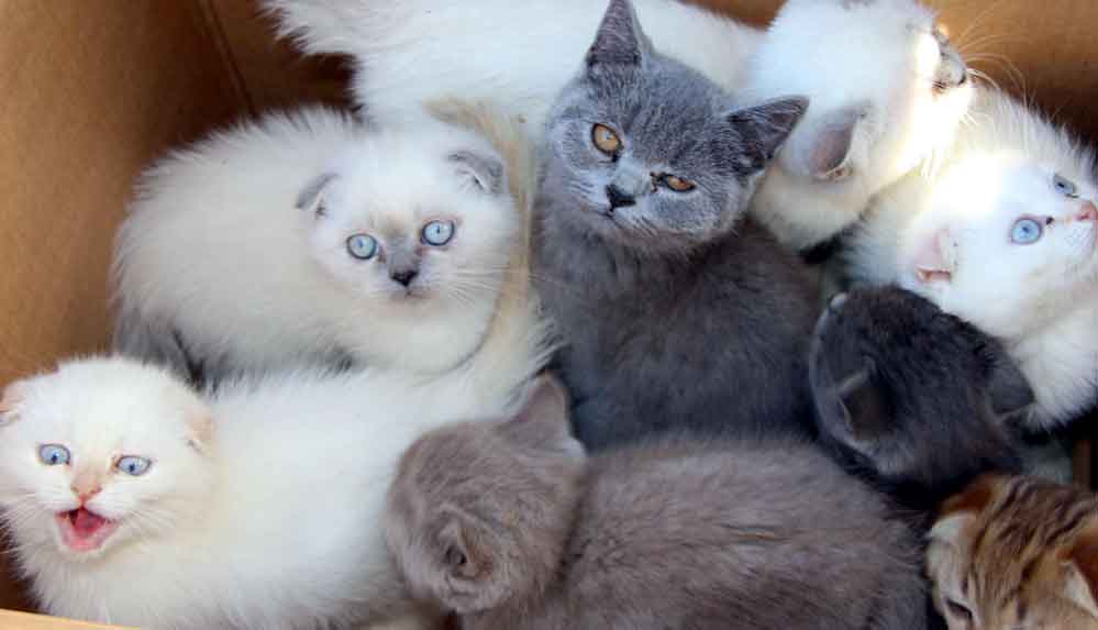 Beşiktaş-Belediyesi,-evcil-hayvan-ticaretini-resmen-yasakladı