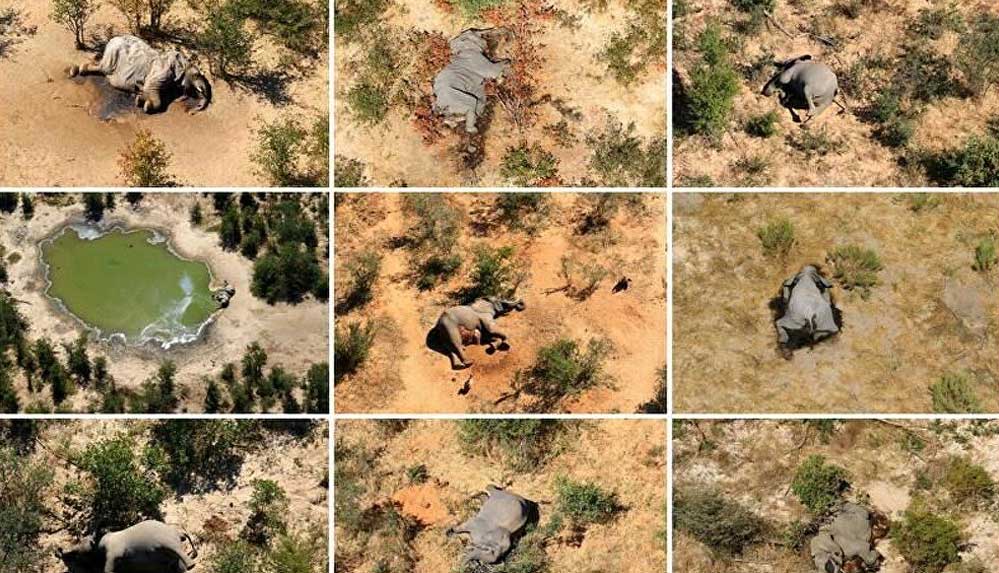 Botsvana'da yüzlerce filin öldü, bilim insanları nedenini açıkladı