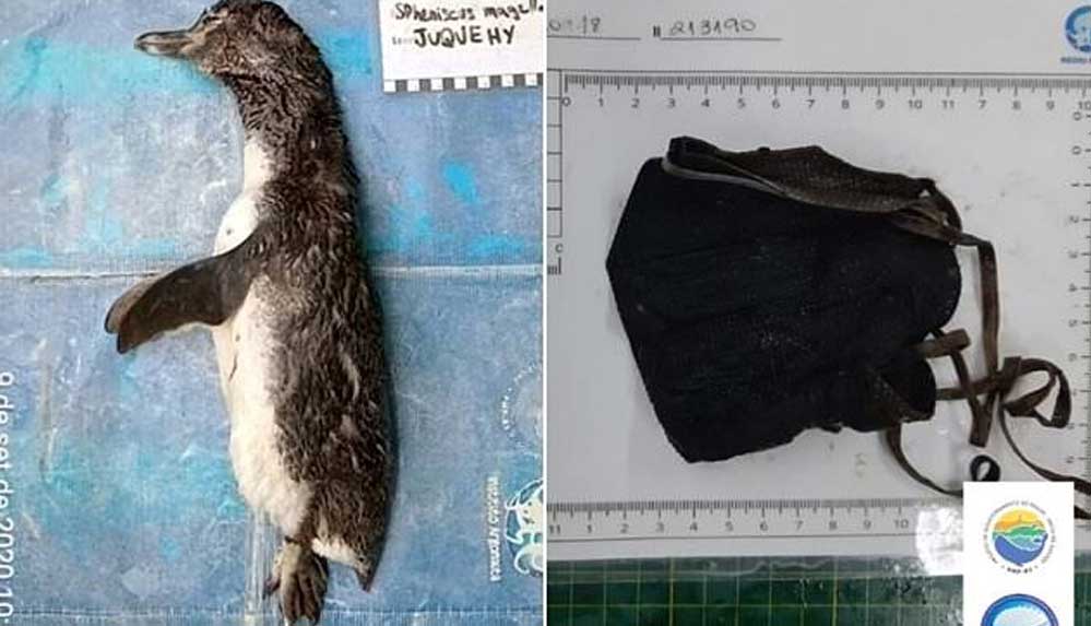 Brezilya'da ölen penguenin midesinden N95 maske çıktı