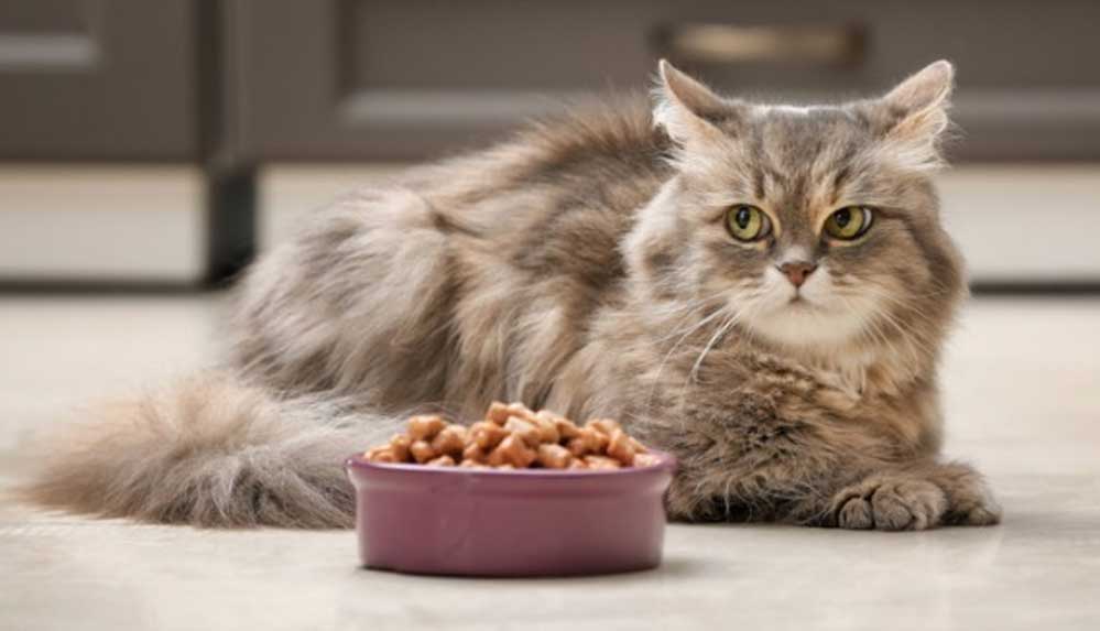 Ezber bozan araştırma: Kedilerinizi sık sık değil, günde bir kere besleyin