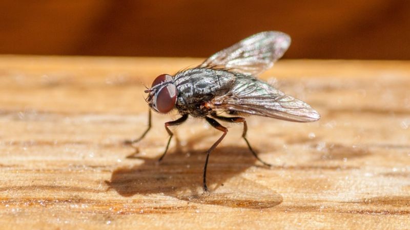 Eve giren sineği öldürmek isterken evini havaya uçurdu