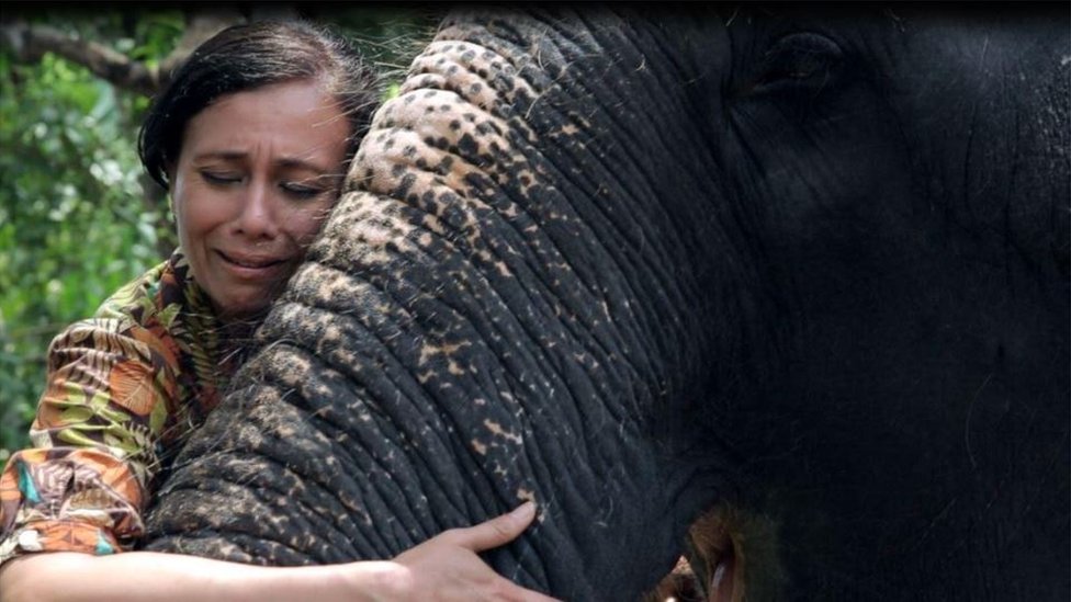 Hindistan'daki tapınak fillerini kurtarmaya çalışan kadının mücadelesi