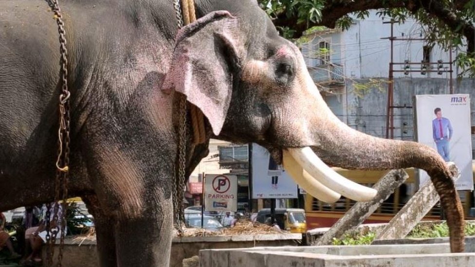 Hindistan'daki tapınak fillerini kurtarmaya çalışan kadının mücadelesi
