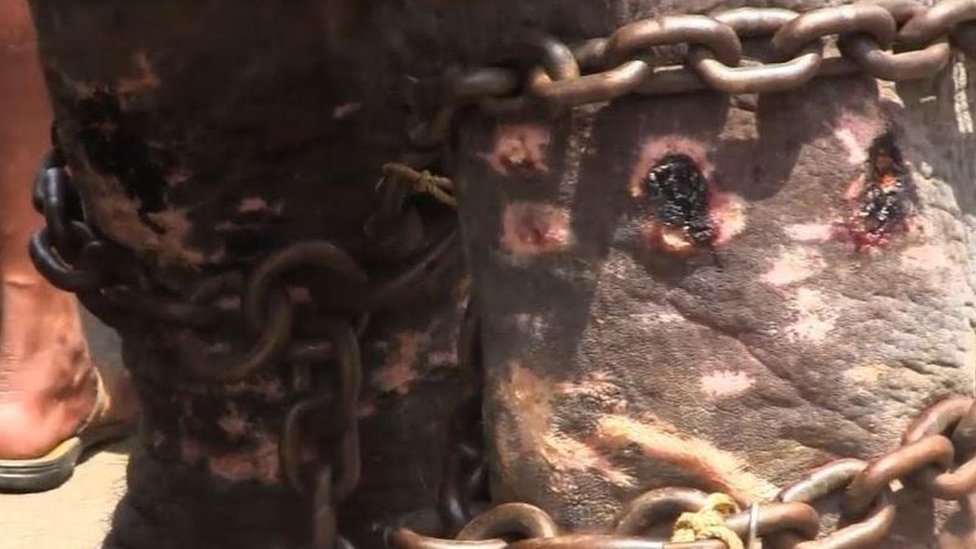 Hindistan'daki tapınak fillerini kurtarmaya çalışan kadının mücadelesi