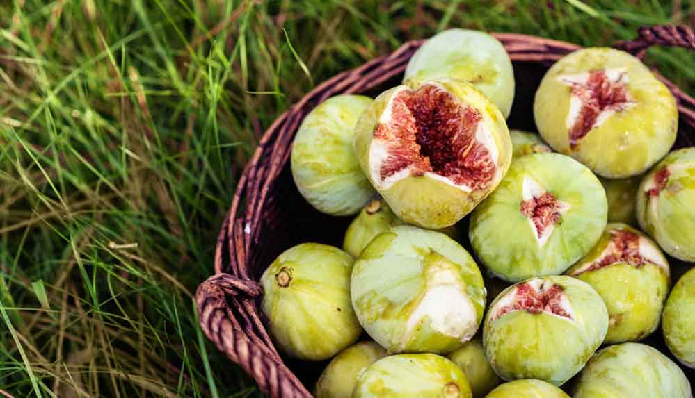 Kansere karşı tam bir savaşçı görevi gören incirin mucizevi faydaları